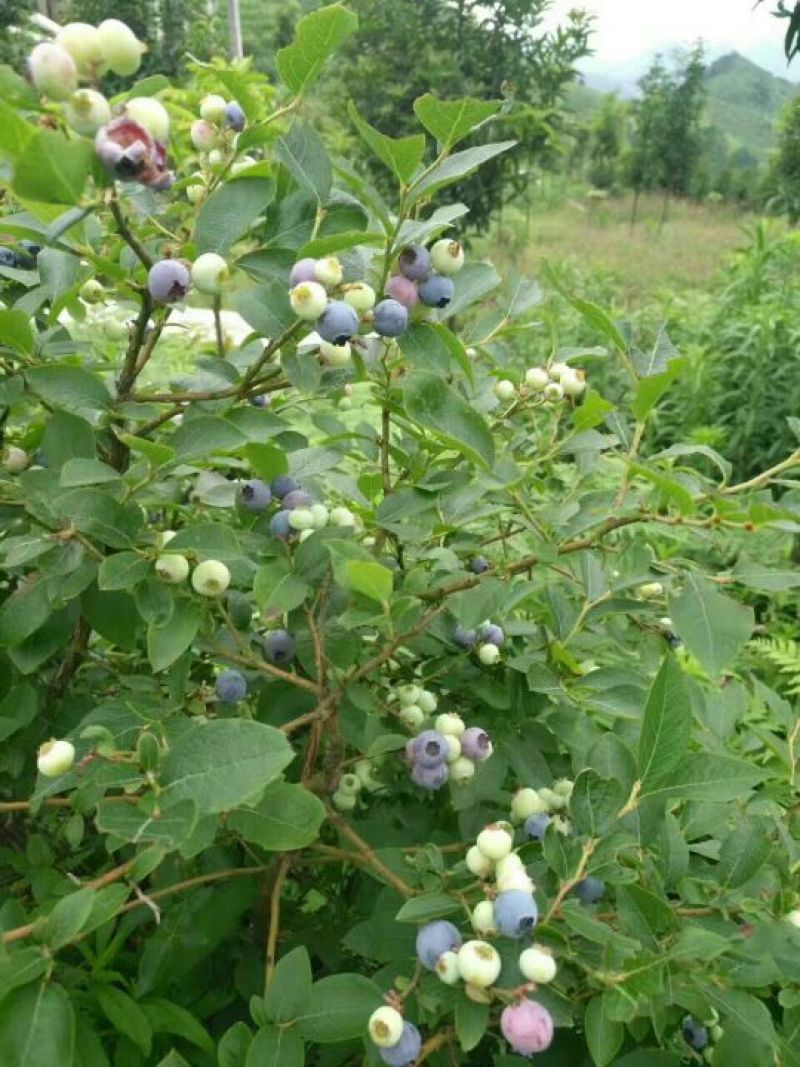 基地直销2年蓝丰蓝莓苗批发3年绿宝石蓝莓优瑞卡蓝莓苗价格