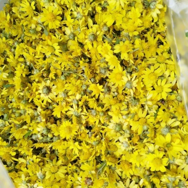 野菊花干菊花，散装
