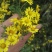 野菊花干菊花，散装