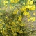 野菊花干菊花，散装