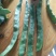 刀豆20~25cm