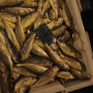 黄鱼食用
