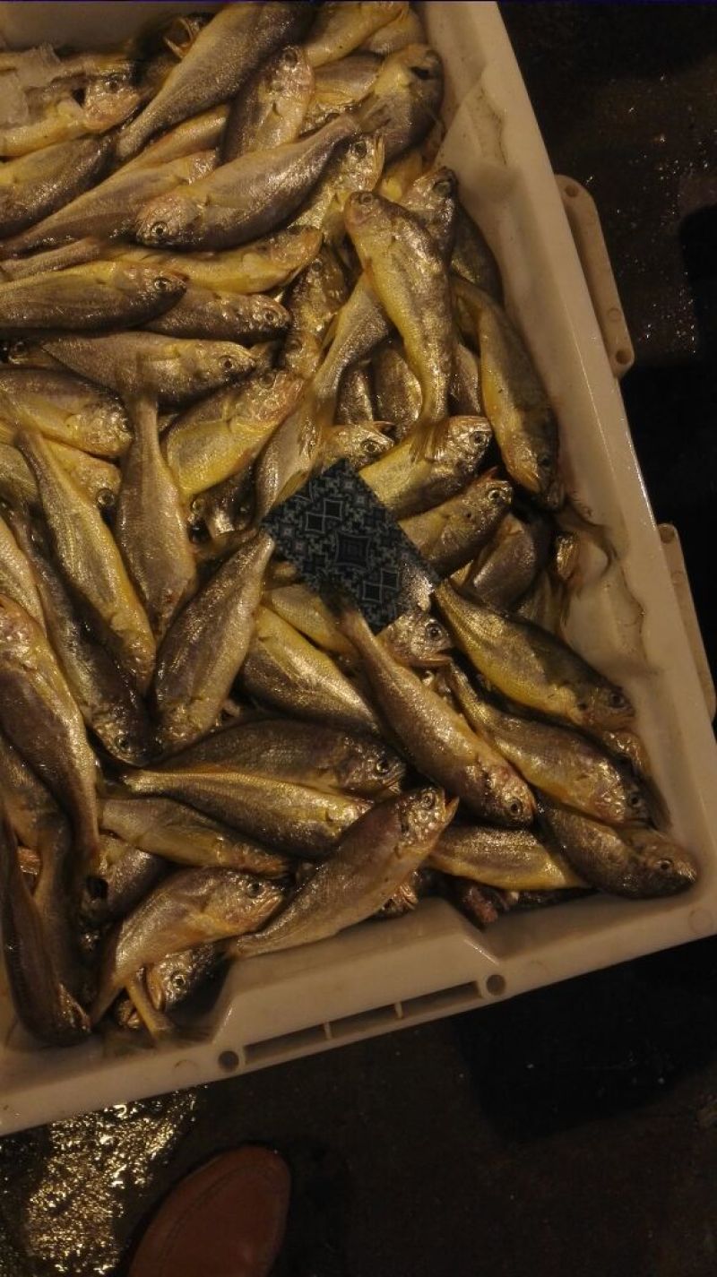 黄鱼食用