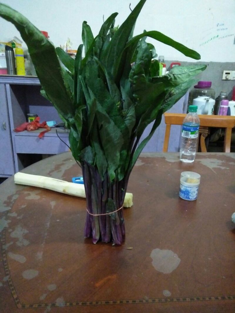 红菜苔20~30厘米