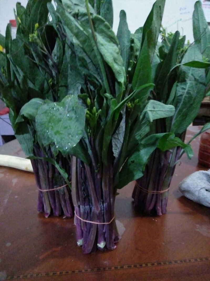红菜苔20~30厘米