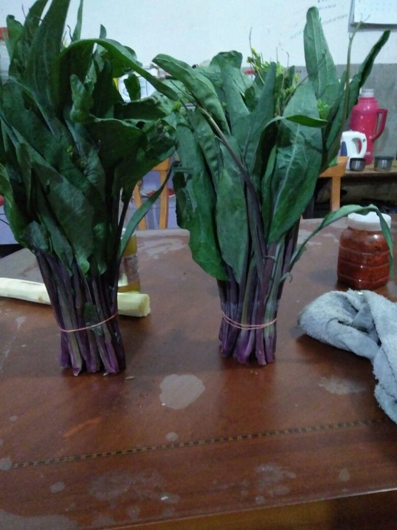 红菜苔20~30厘米