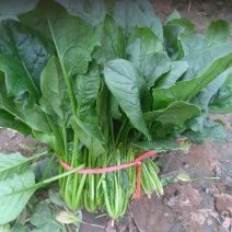 黑叶菠菜20~25厘米