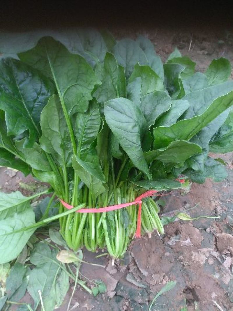 黑叶菠菜20~25厘米