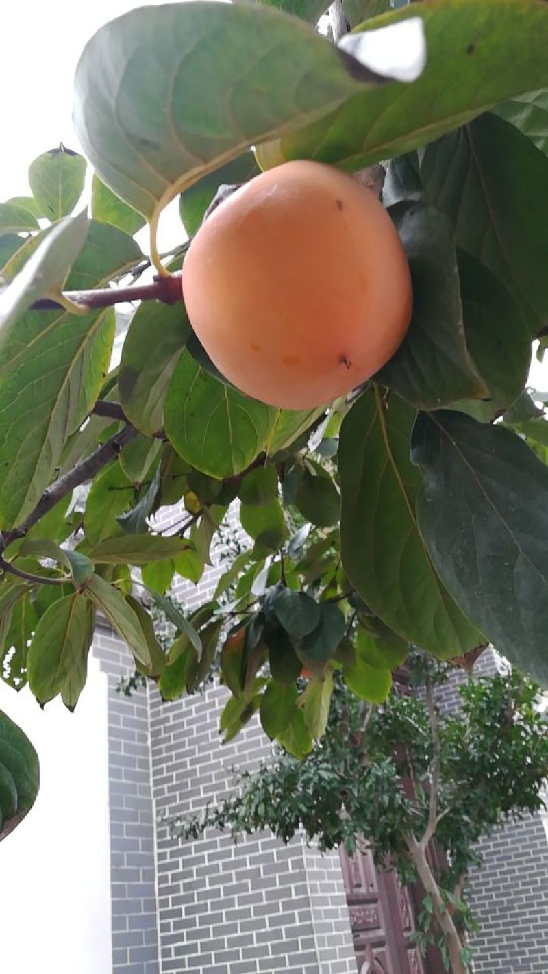柿饼1~2两