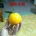 柑桔苗30~50cm
