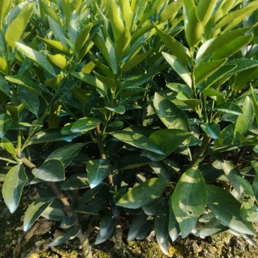柑桔苗30~50cm