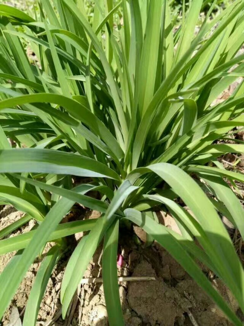 基地直销玉簪苗优质紫玉簪苗价格大花金娃娃萱草价格