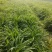基地直销玉簪苗优质紫玉簪苗价格大花金娃娃萱草价格