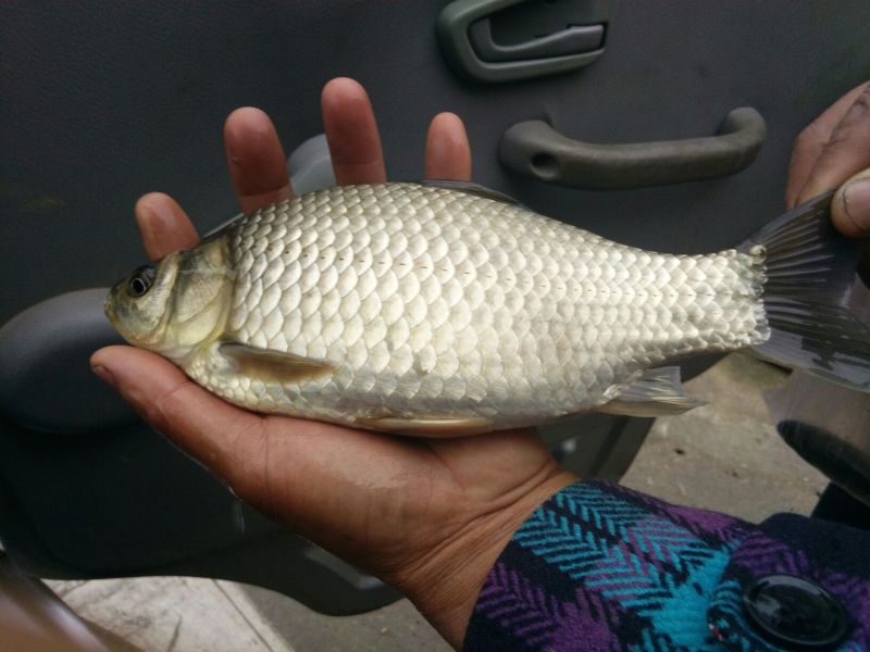方正银鲫食用