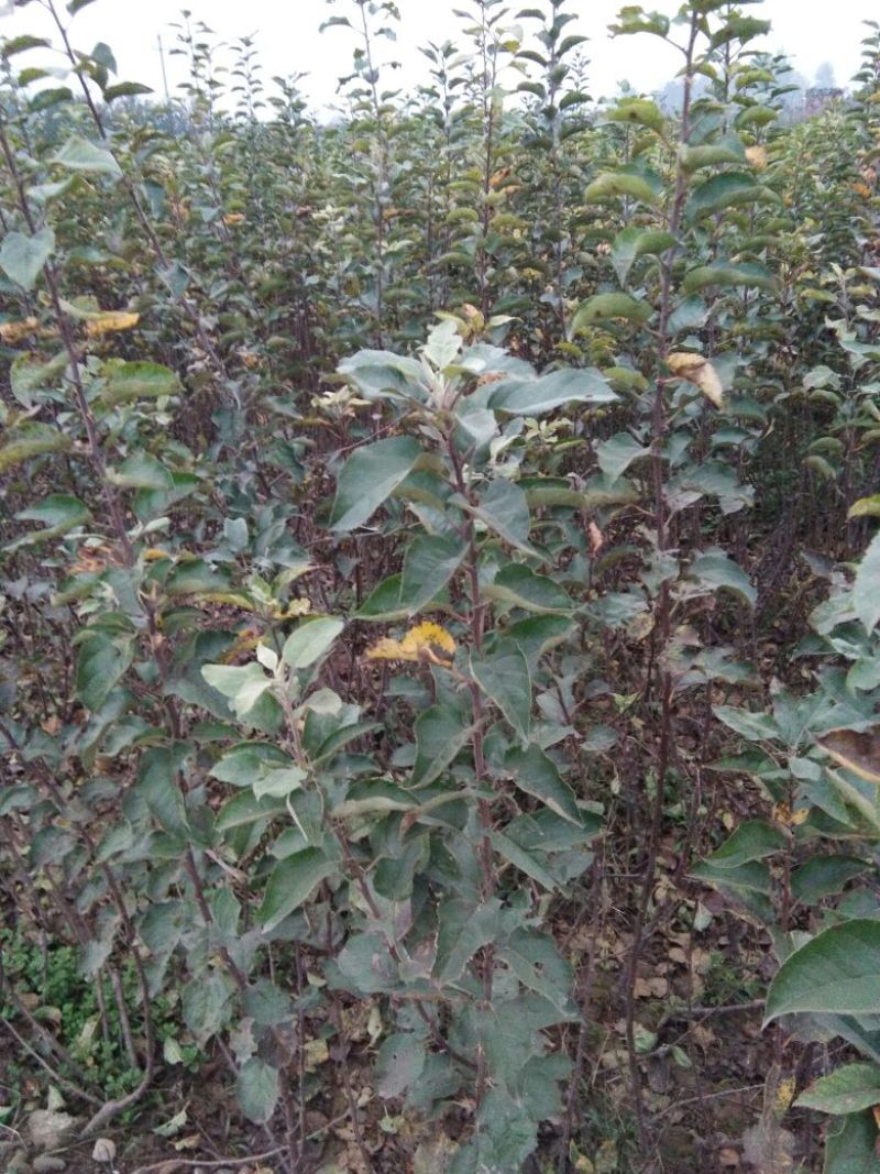 两年生红富士苹果树成品苗80cm以上