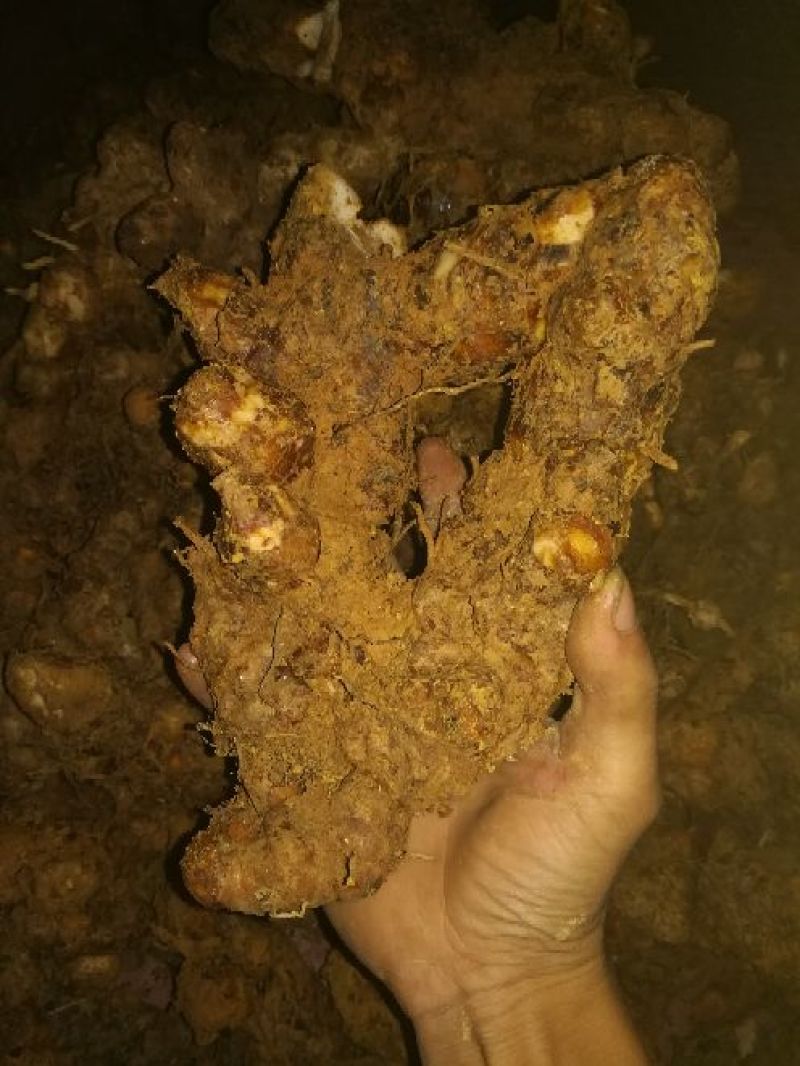 土茯苓统个