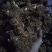 土茯苓统个