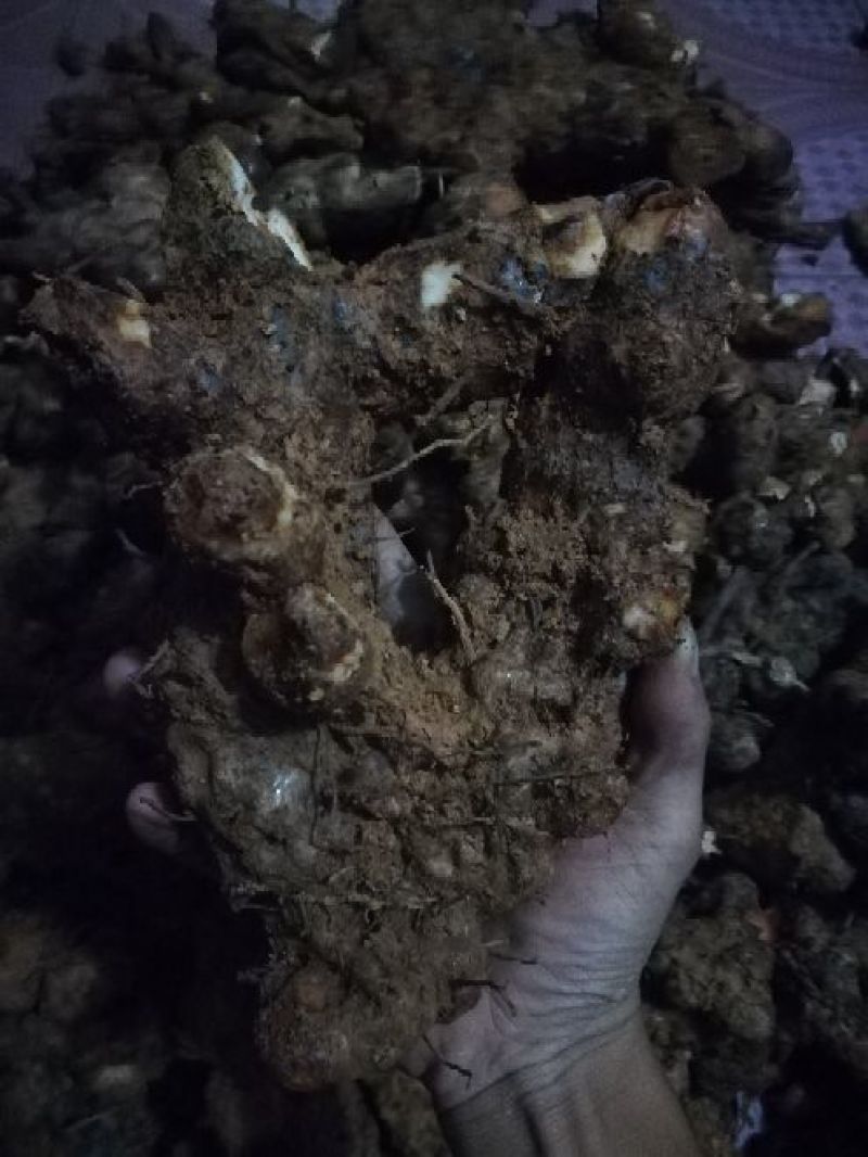 土茯苓统个