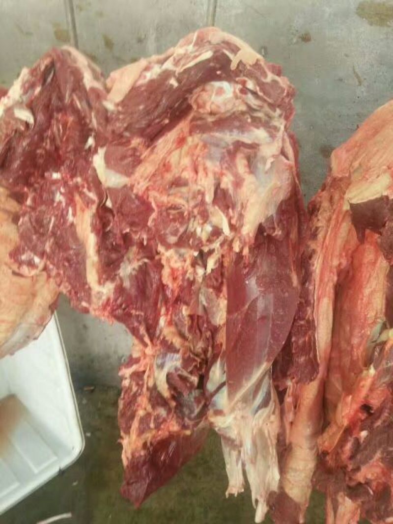 【精品】马肉鲜货货量充足，量大从优货量充足欢迎选购！