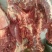 【精品】马肉鲜货货量充足，量大从优货量充足欢迎选购！