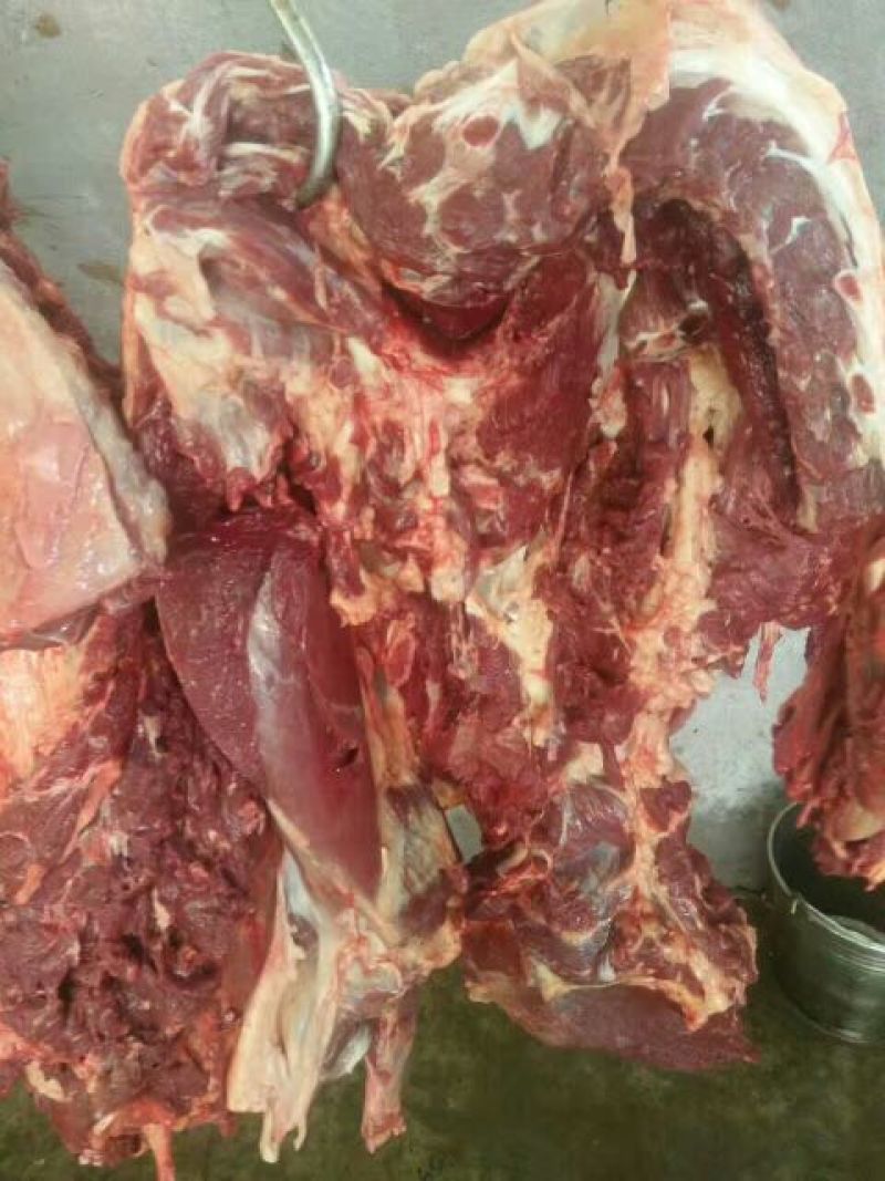 【精品】马肉鲜货货量充足，量大从优货量充足欢迎选购！