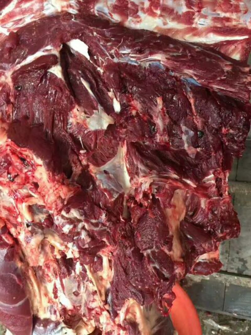 【精品】马肉鲜货货量充足，量大从优货量充足欢迎选购！