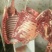 【精品】马肉鲜货货量充足，量大从优货量充足欢迎选购！