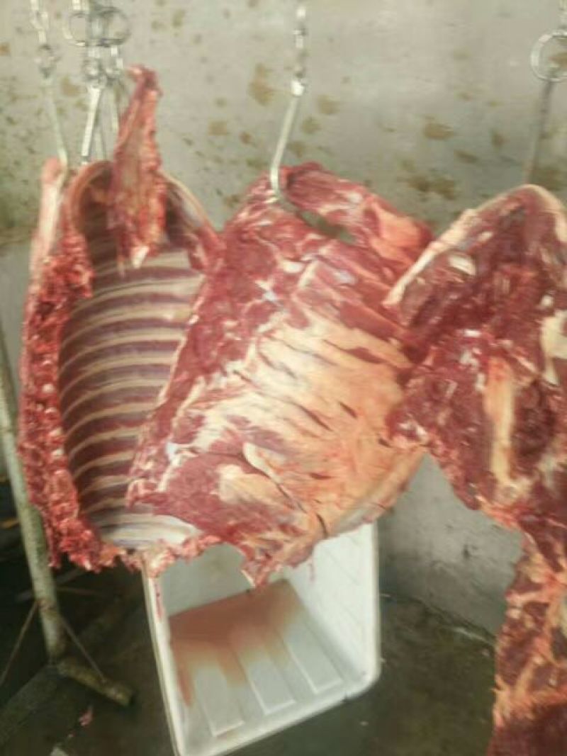 【精品】马肉鲜货货量充足，量大从优货量充足欢迎选购！
