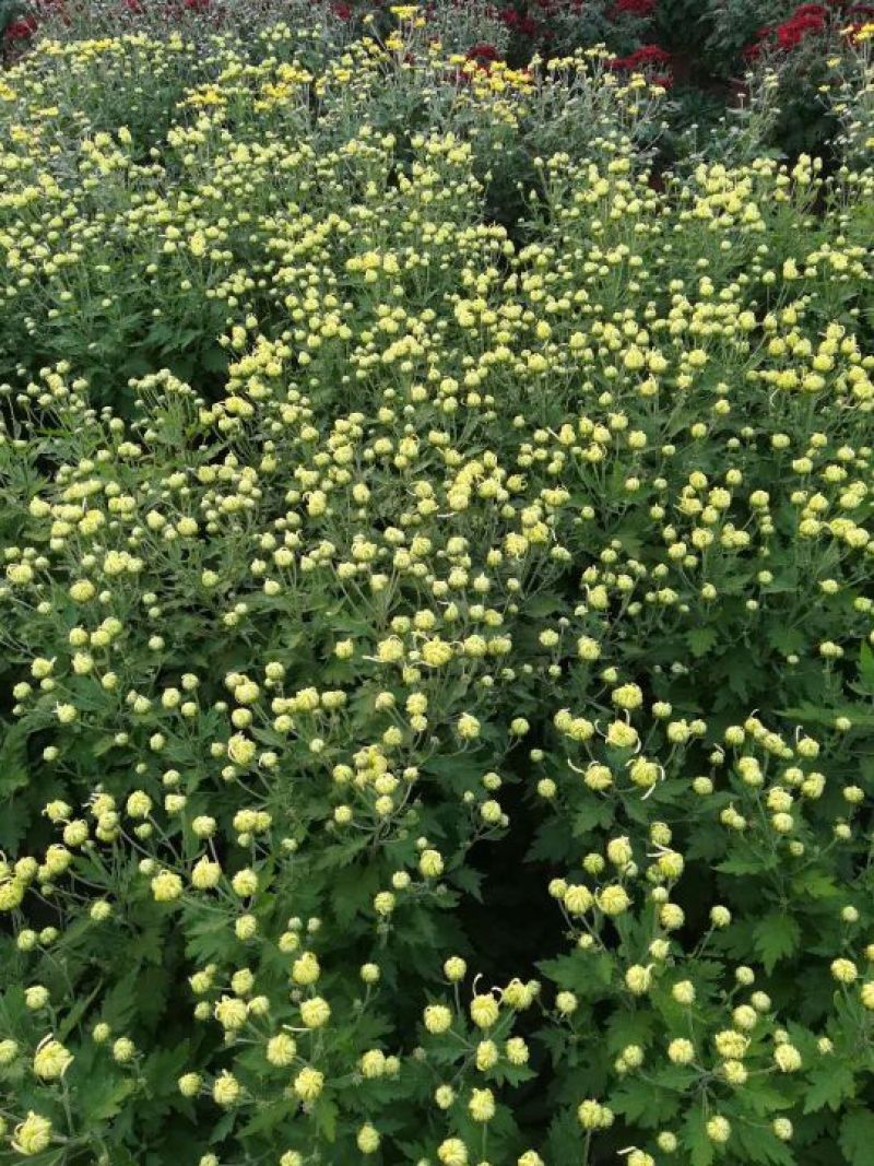 菊花:包括种苗，鲜花0.5~1米