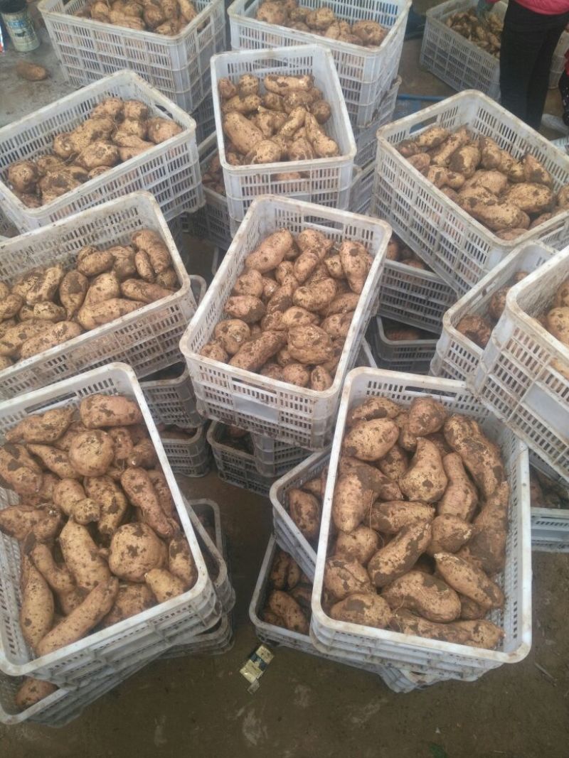 北京553红薯3两以上加工薯黄心