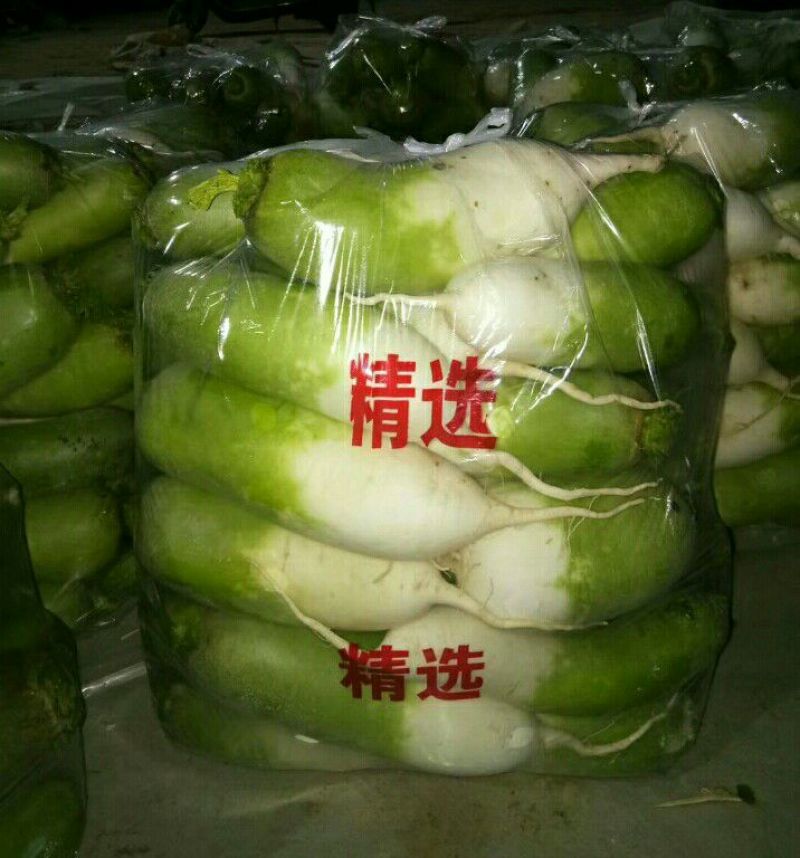 露头青萝卜1.5~2斤起