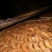 柿饼1~2两