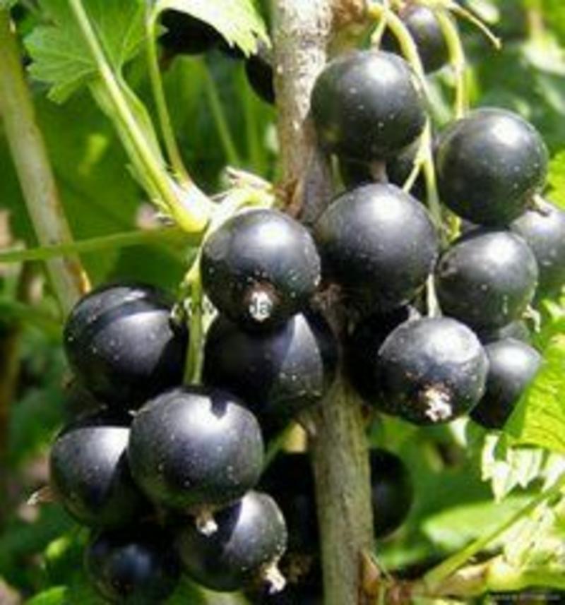 黑加仑苗黑豆苗抗寒品种不用埋基地哈尔滨浩海浆果