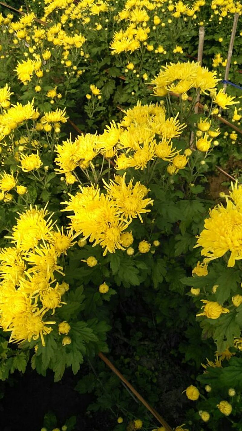 菊花金丝黄菊，婺源黄菊