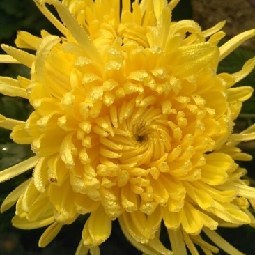 菊花金丝黄菊，婺源黄菊