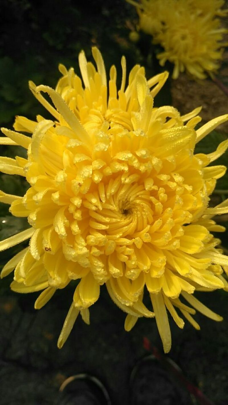菊花金丝黄菊，婺源黄菊