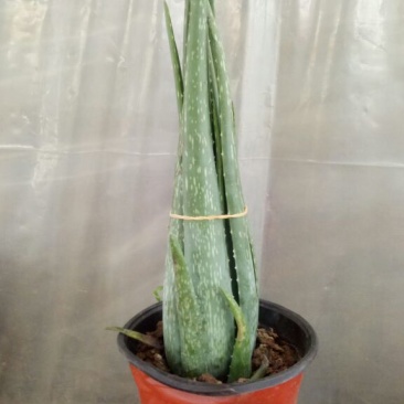 芦荟柱形20cm以上
