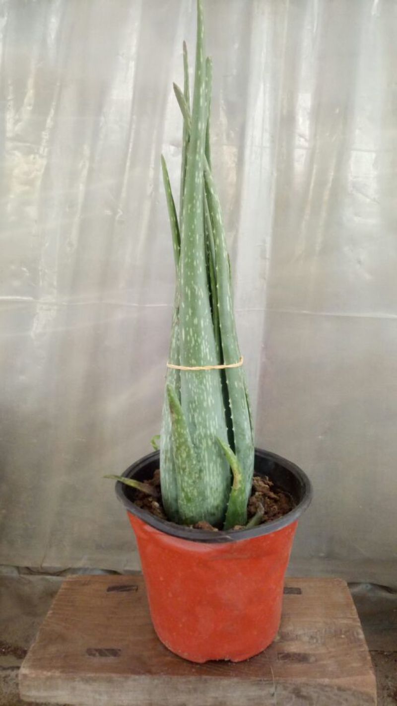 芦荟柱形20cm以上
