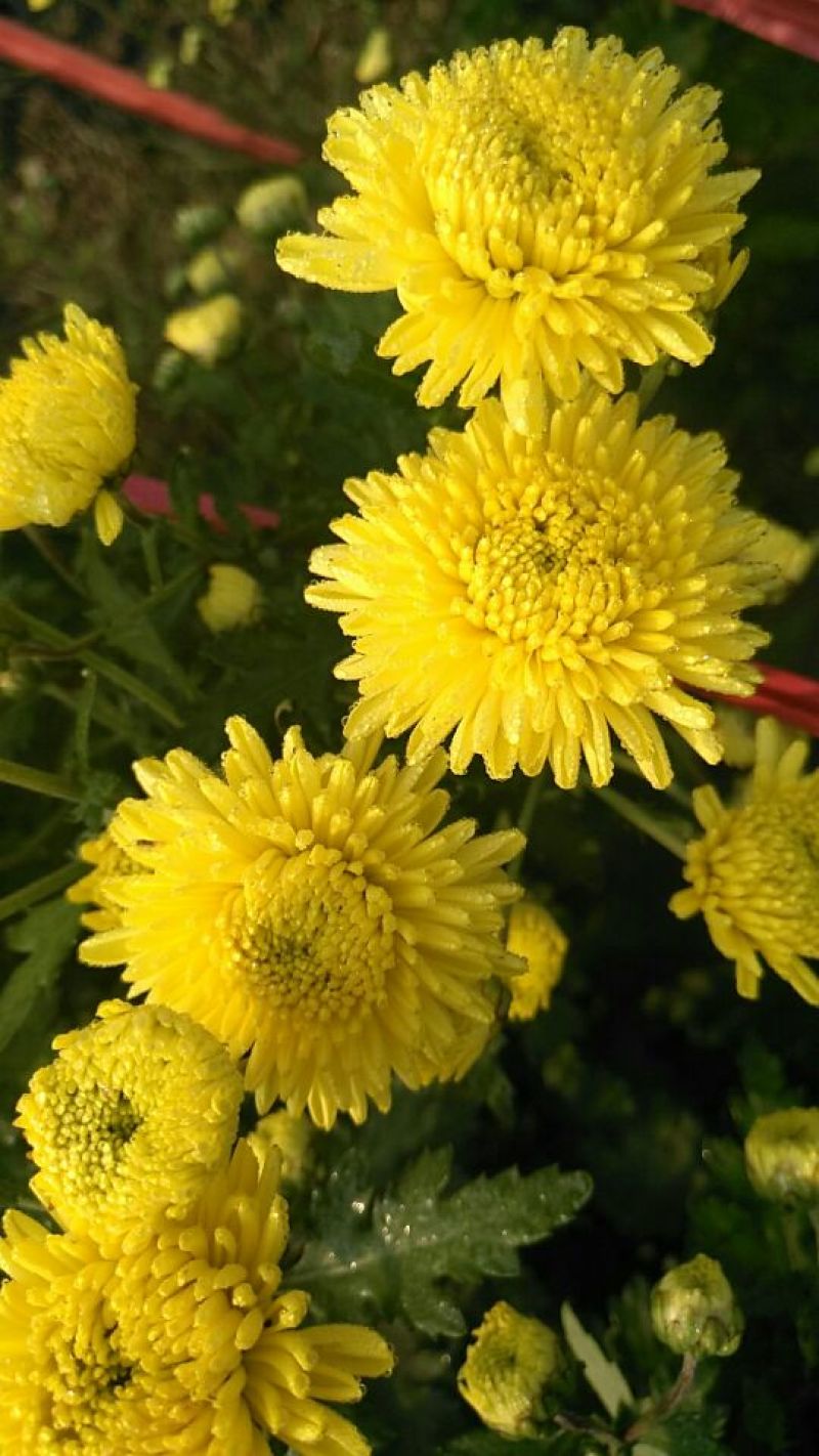 菊花金丝黄菊，婺源黄菊