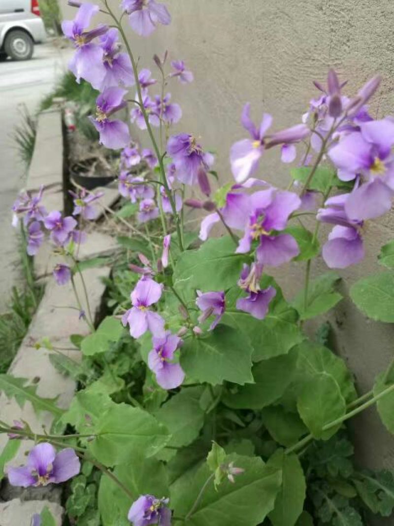 二月兰种子，秋播花草种子，19年新上市种子
