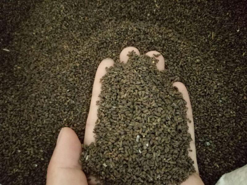 二月兰种子，秋播花草种子，19年新上市种子