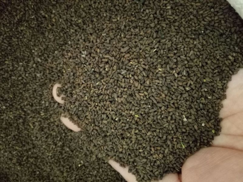 二月兰种子，秋播花草种子，19年新上市种子