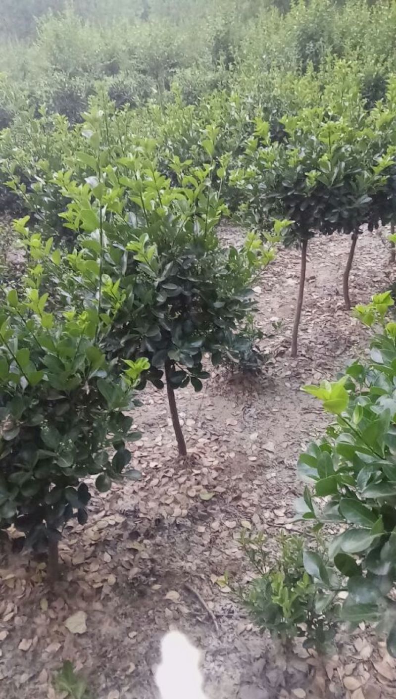 冬青树桩