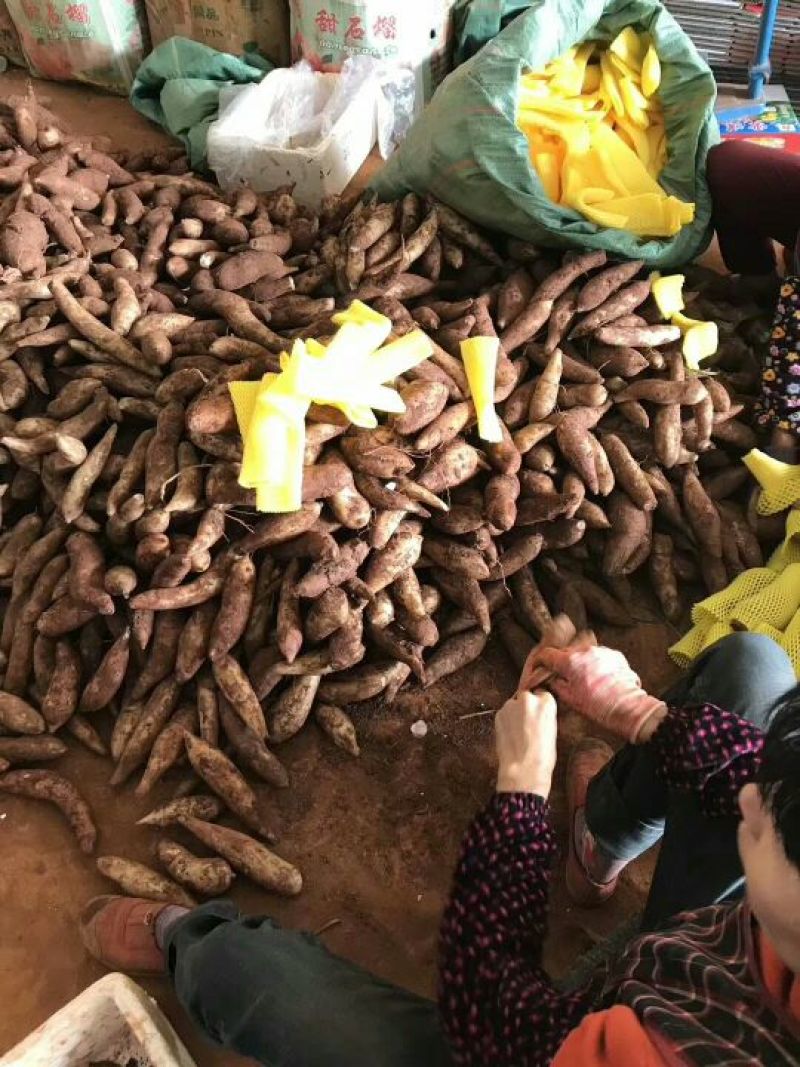 雪莲果3两以上