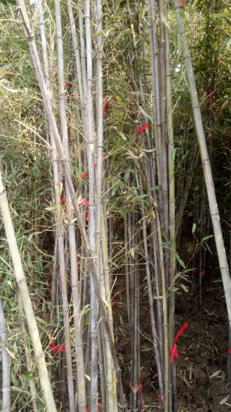 紫竹1~2m