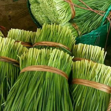 大叶韭菜二茬