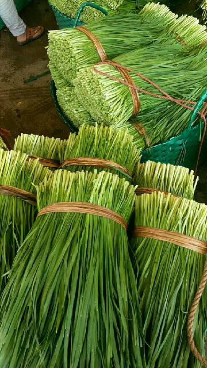 大叶韭菜二茬