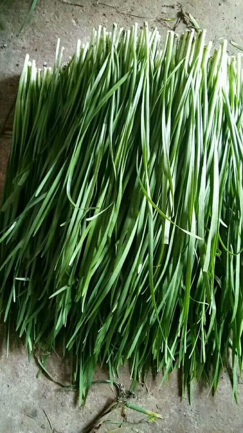 大叶韭菜二茬