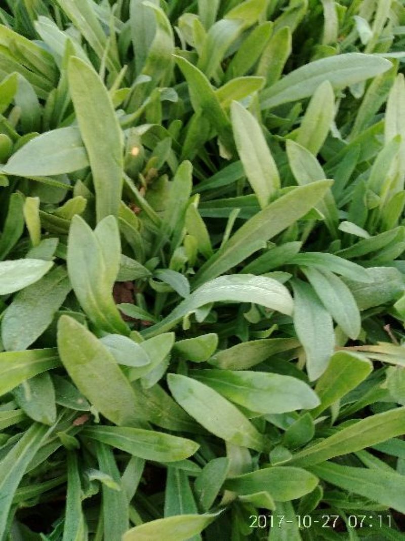 面条菜大量每天上货几万斤