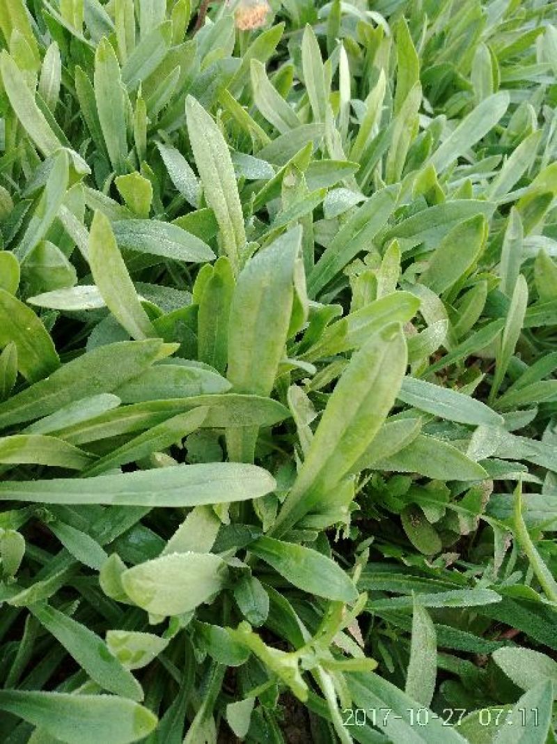 面条菜大量每天上货几万斤